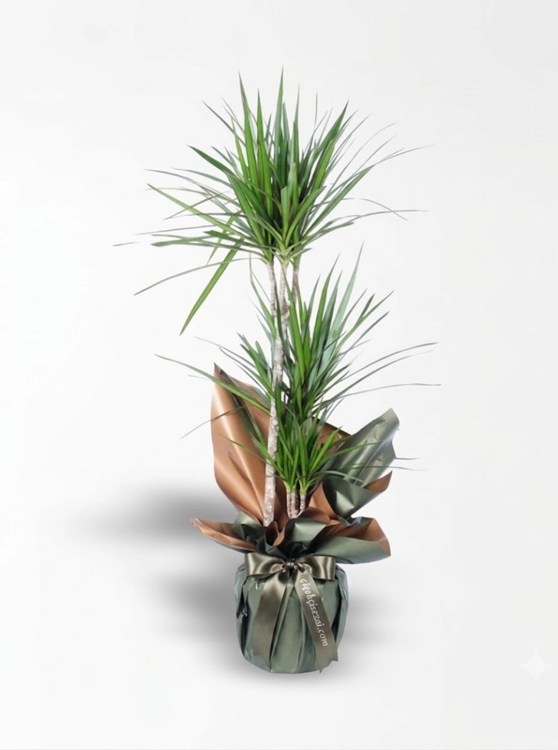 3Lü Dracena Marginata
