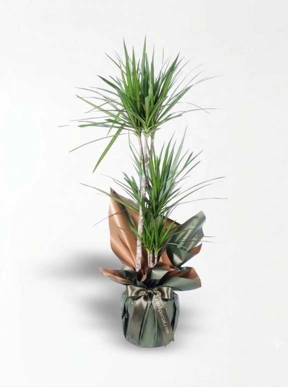 3Lü Dracena Marginata