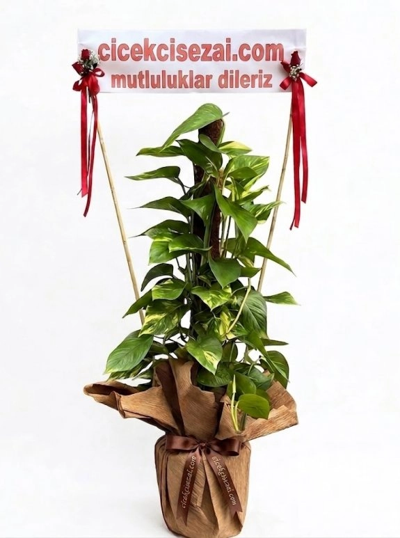 Patos Sarmaşık 2